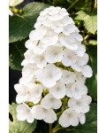 Гортензія дуболиста Аліса|Hydrangea quercifolia Alice|Гортензия дуболистная Алиса